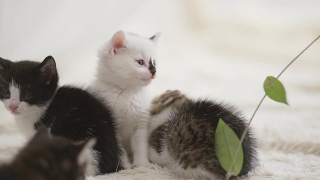 Four little cute black and white kittens sitting on carpet close to each other in slowmotion