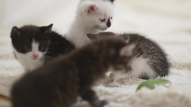 Four cute little kittens sitting close to each other on white carpet and trying to play with green leaf in slowmotion