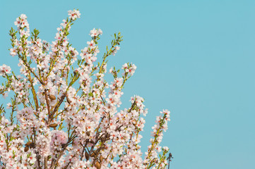 Almond blossom, blooming almond tree in March