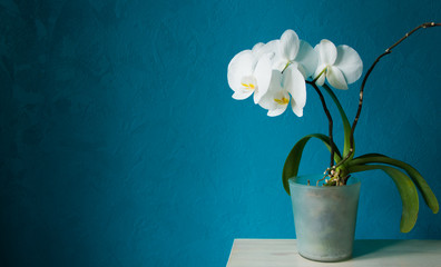 Blooming white orchid in transparent pot on beige table. Aquamarine background