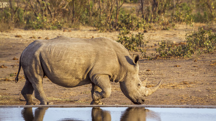 Obraz premium Southern white rhinoceros in Kruger National park, South Africa