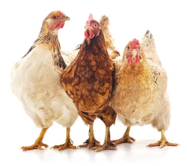 Photo sur Plexiglas Poulet Trois poulets bruns.