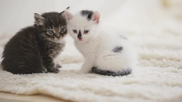 Two varicoloured kittens sitting on white carpet close to each other in slowmotion