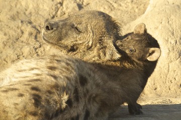 Mum Hyena and Son