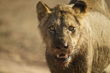 Bloodthirsty Lion on Kill