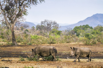 Fototapeta premium Southern white rhinoceros in Kruger National park, South Africa