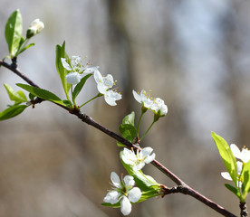White plum flowers