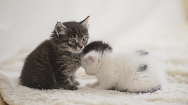 Small cute white kitten sitting close to another one on carpet and trying to fight against sleep in slowmotion