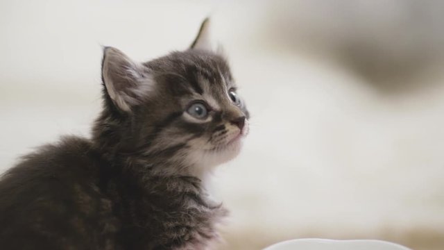 Close up footage of blue-eyed cute small kitten sitting and looking around exploring new world in slowmotion