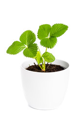 Fresh strawberry flower in the white flowerpot