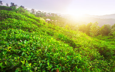 Fototapeta na wymiar green fields of tea at sunset time
