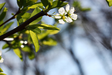 White plum flowers