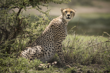Pregnant Cheetah