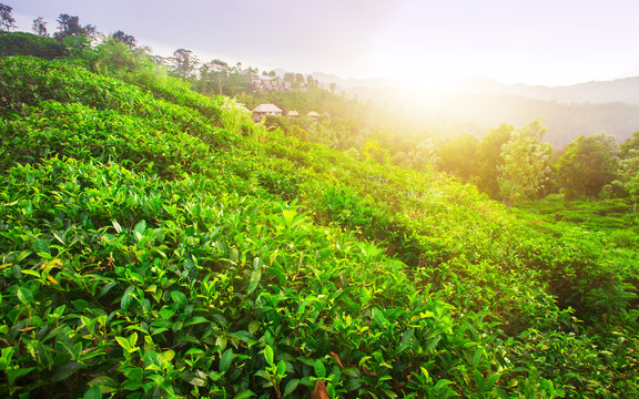 green fields of tea at sunset time