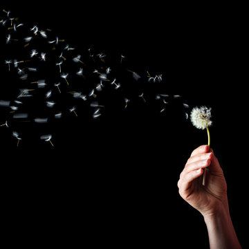 Fototapeta Hand holding dandelion with the seeds blowing in the air, on black background