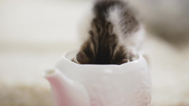 Close up footage of cute small kitten exploring pink-white teapot putting head right into it in slowmotion