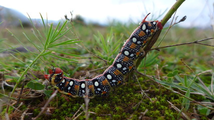 bunte Raupe