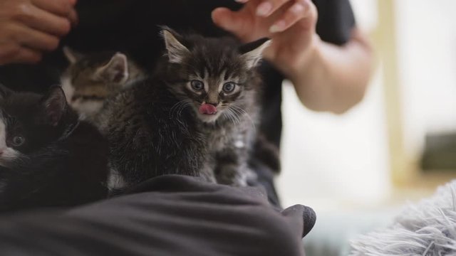 Three small cute little kittens sitting close to each other on human's laps. Footage in slowmotion