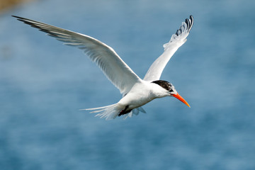 Tern flying close to water