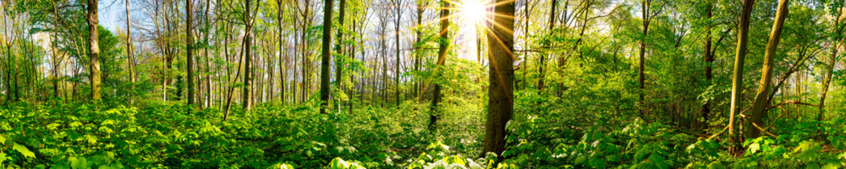 Wald im Frühling, Panorama mit durch Bäumen scheinender Sonne