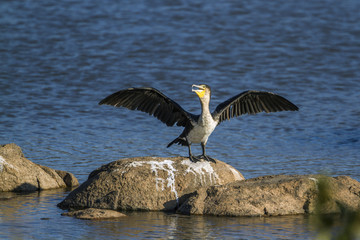 White-breasted Cormorant in Kruger National park, South Africa