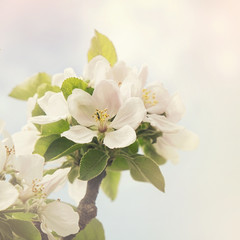 Apple blossom retro style processing