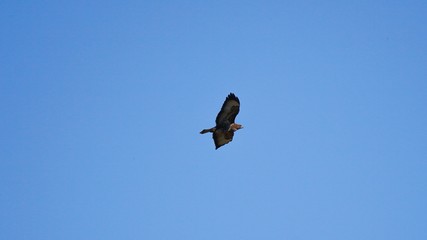 Bussard
