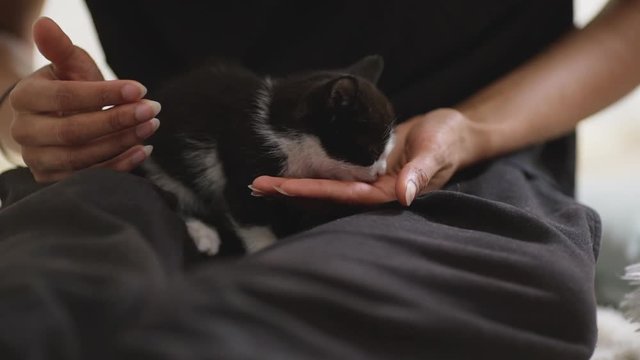 Close up footage of small cute little kitten sitting on human's laps and eating from hand while another one coming to him in slowmotion