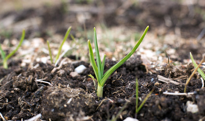 the young shoots of winter garlic