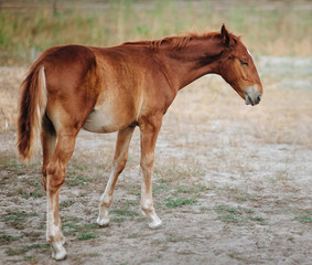 Naklejka na ściany i meble Beautiful brown foal on the background of a field.