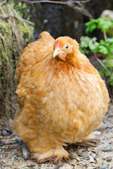 Orange hen