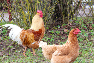 Fototapeta premium Red rooster and chicken