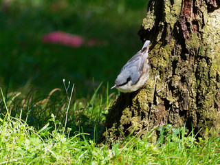Nuthatch - Sitta Europaea