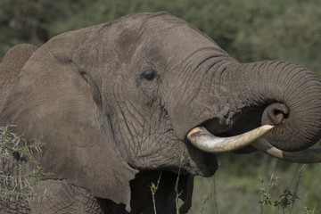 Elephant Closeup