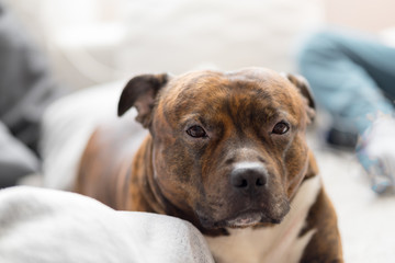 Comfortable staffordshire bull terrier lying on sofa looking to camera in very soft focus. Shallow depth of field of bull breed.