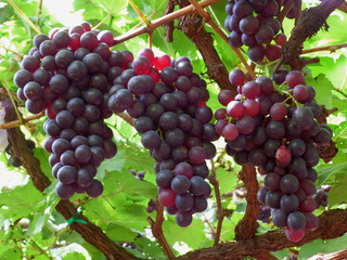 Bunches of red grapes on the tree ready to be harvested, mountainside of Thailand