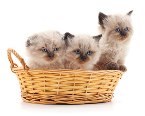 Fototapeta na wymiar Small kittens in a basket.
