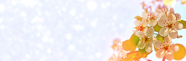 Bright colorful spring flowers