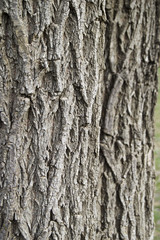 Willow tree outer shell pictures, tree bark, patterned bark, willow tree bark,
