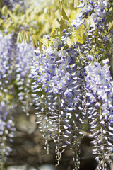 Wisteria. Spring lilac flower. Blooming garden. Warm spring.