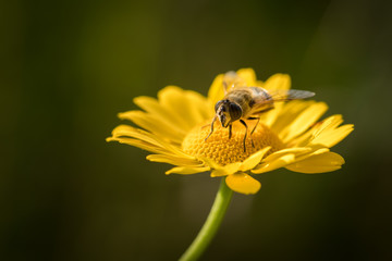 Schwebfliege sitzt auf gelber Blume