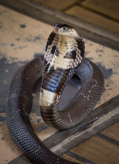 Fototapeta premium King cobra looking for some spoil. Look dangerous.