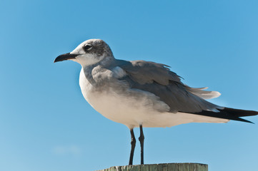 Sea gull standing on a wood piling on a shoreline of the Gulf of Mexico on a sunny day looking for next meal