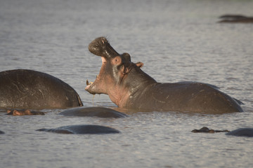 Yawning Young Hippo