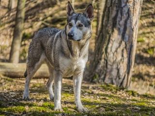 Northern Inuit