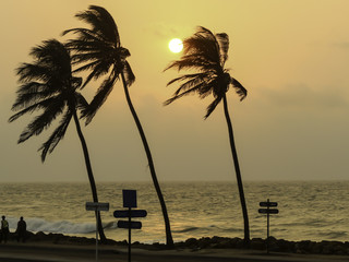 Atardecer con Palmeras