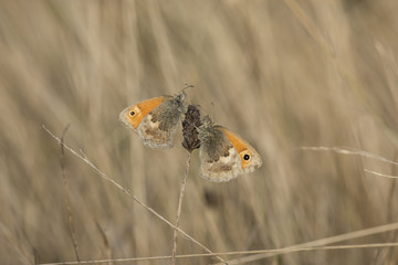A pair of Small Heath butterflies roosting
