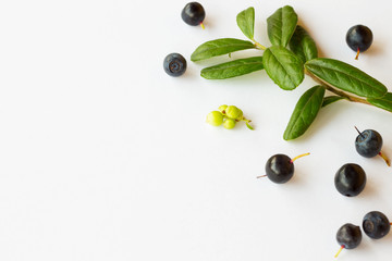  forest blueberries on a white background.