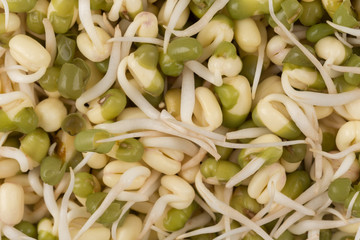 Pea seeds with sprouts close up