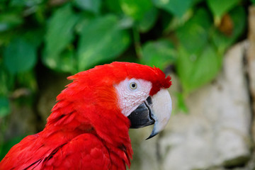 Fototapeta premium Red Macaw Posing